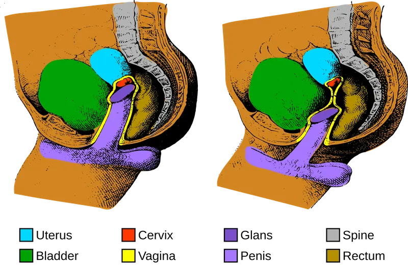 Two side-by-side sagittal sections of the pelvis during intercourse, at shallow and at full depth, with the uterus, bladder, cervix, vagina, glans, penis, spine and rectum colour-coded and keyed to a legend.